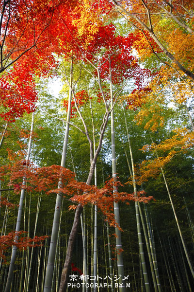 TENRYUJI-019