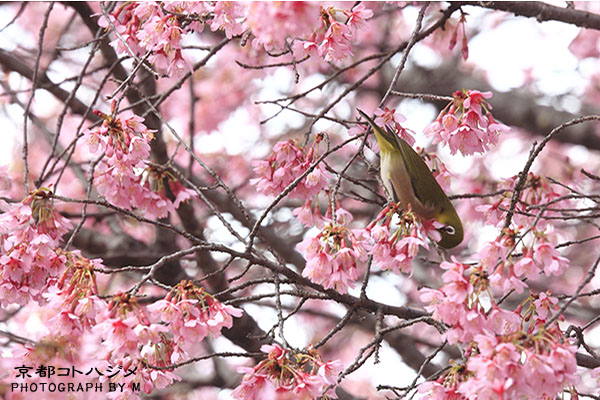 CHOUTOKUJI-009