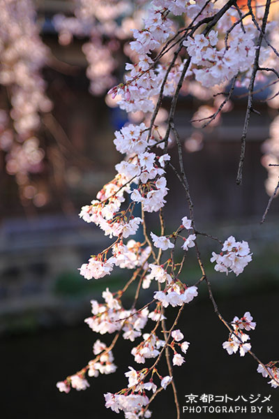 GIONSHIRAKAWA-050