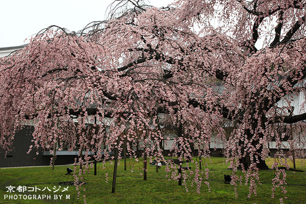 DAIGOJI-017