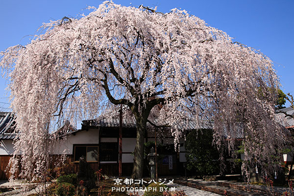 HONMANJI-010