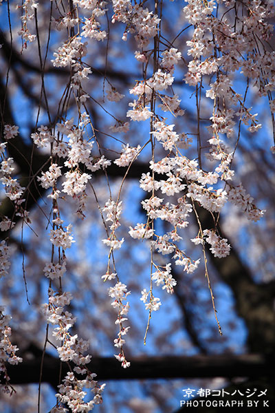 HONMANJI-080