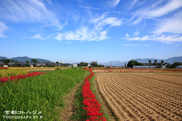 KAMEOKA-600