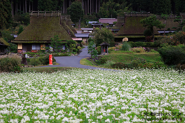 MIYAMA-010