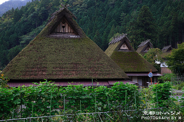 MIYAMA-020