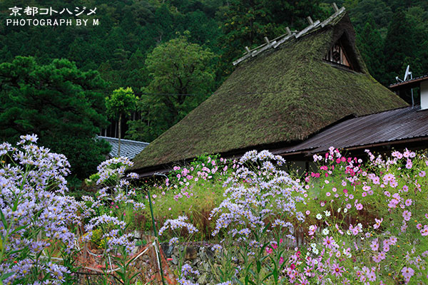 MIYAMA-075