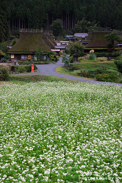 MIYAMA-116