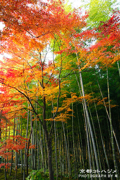 TENRYUJI-013