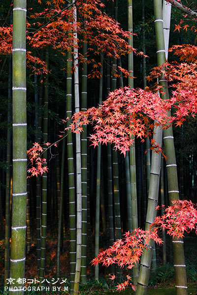 TENRYUJI-015