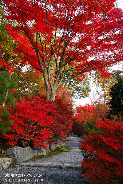 TENRYUJI-017