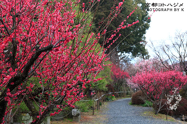 UMENOMIYA-014