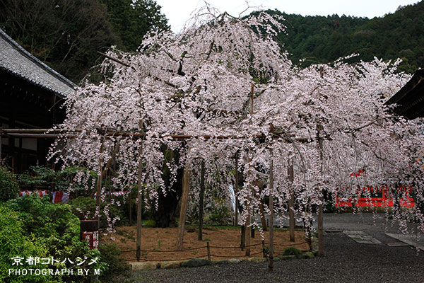 BISHAMONDOU-025