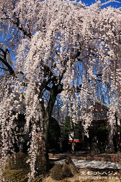 HONMANJI-040