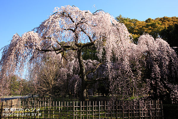 KYOTOGYOEN-320