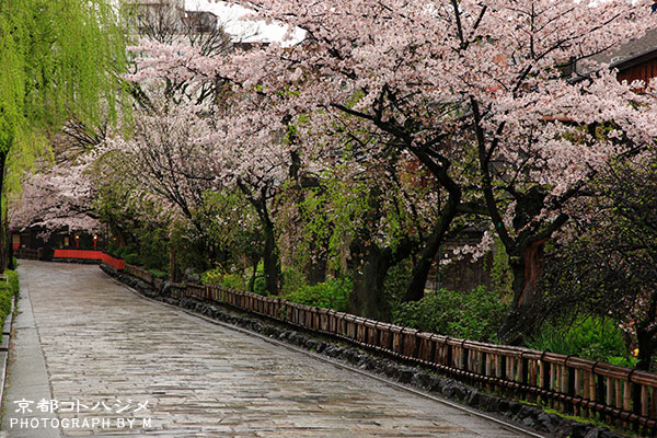 SHIRAKAWA-020