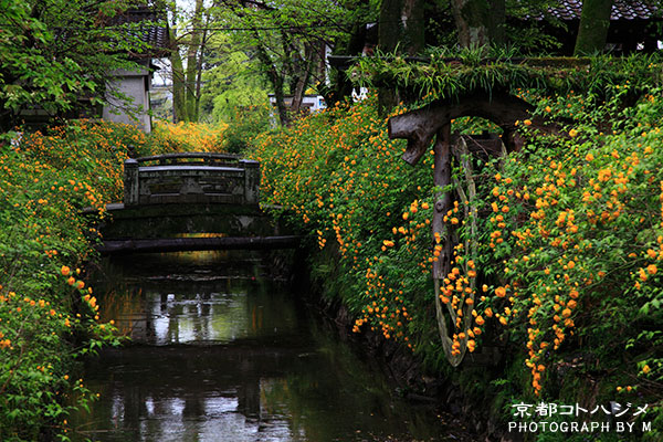 MATSUONOTAISHA-010