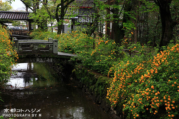 MATSUONOTAISHA-032