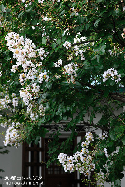 HONRYUJI-070