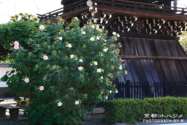 MYOURENJI-030