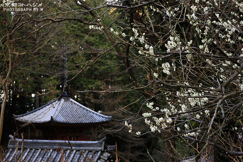 GANSENJI-005