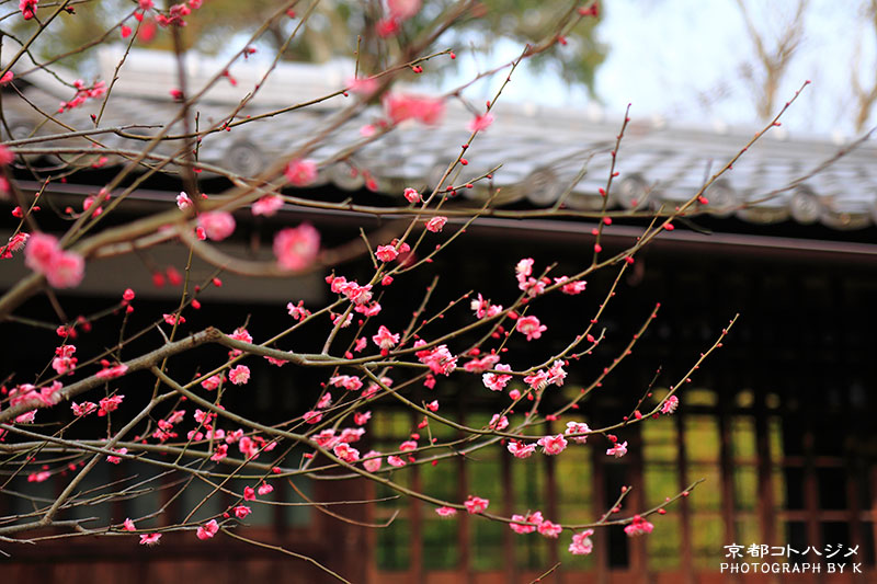 OKAZAKIBETSUIN-050