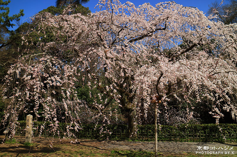 KYOTOGYOEN-005