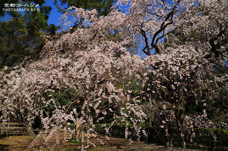 KYOTOGYOEN-063