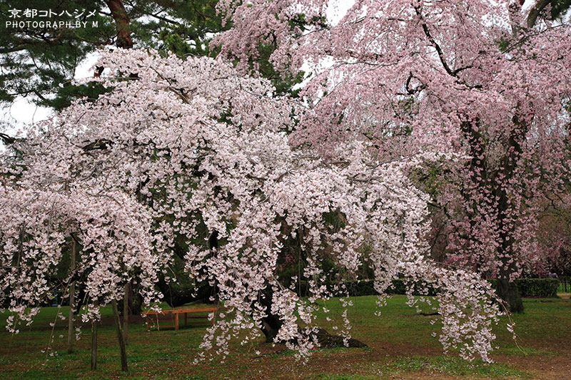 KYOTOGYOEN-105