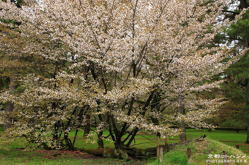 KYOTOGYOEN-305