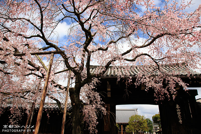 MYOUKAKUJI-005