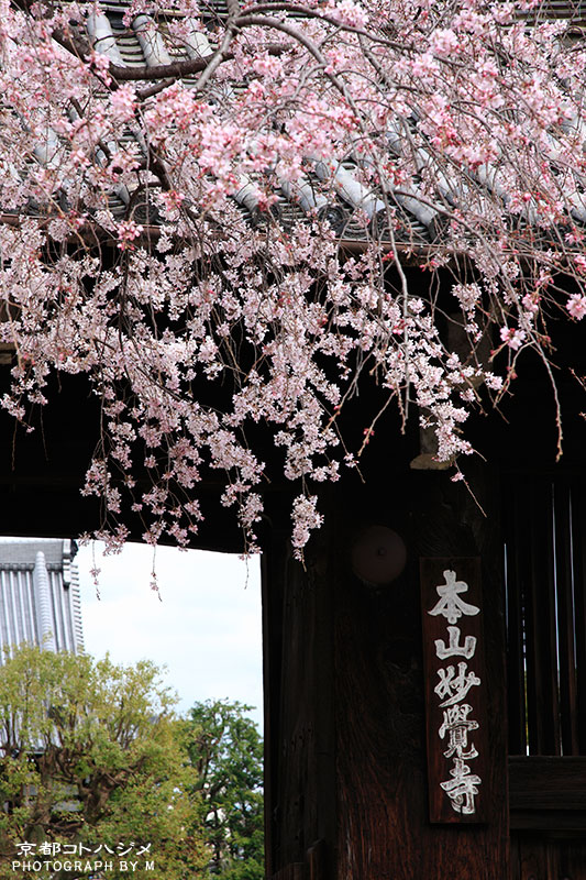 MYOUKAKUJI-030