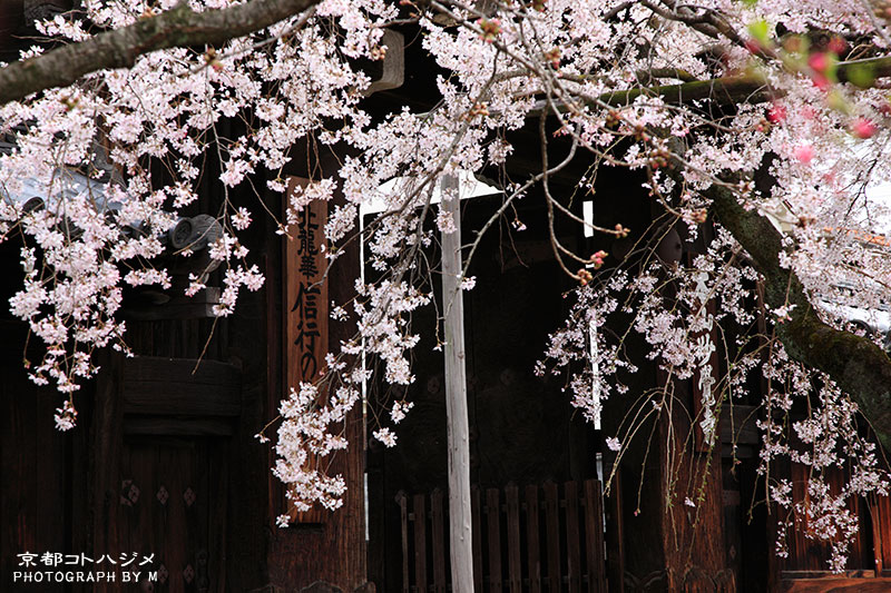 MYOUKAKUJI-050