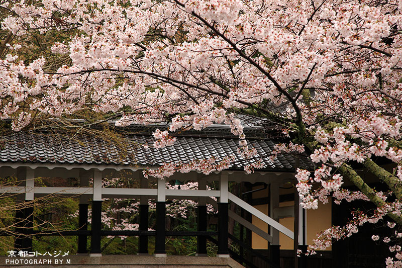 NANZENJI-005