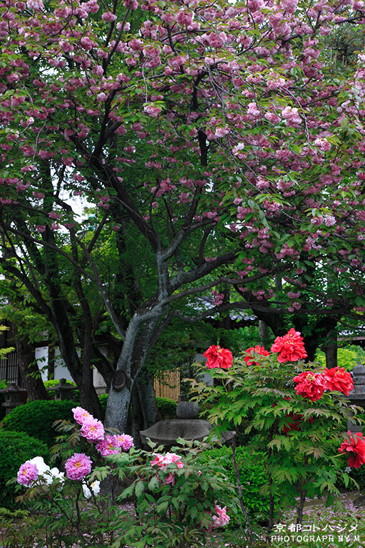 HONMANJI-080