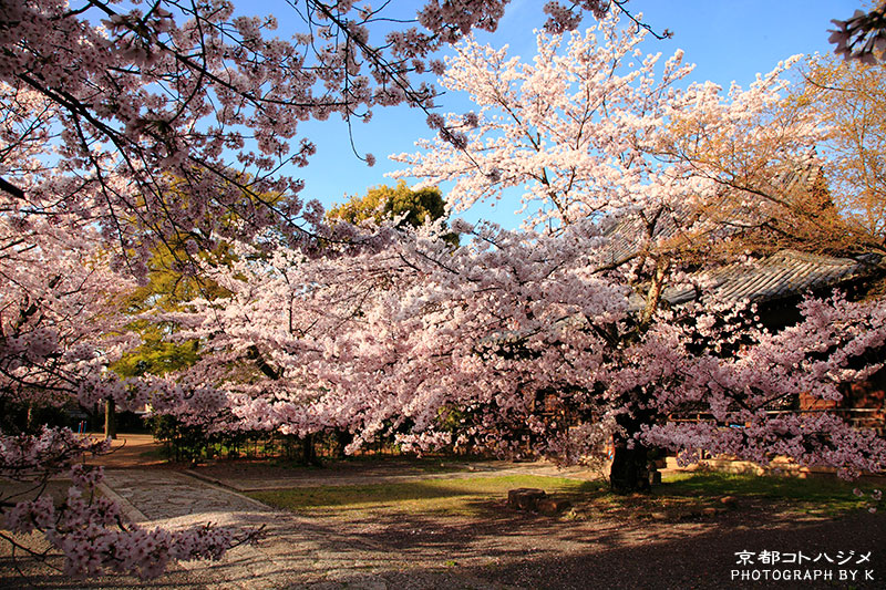 RYUHONJI-050