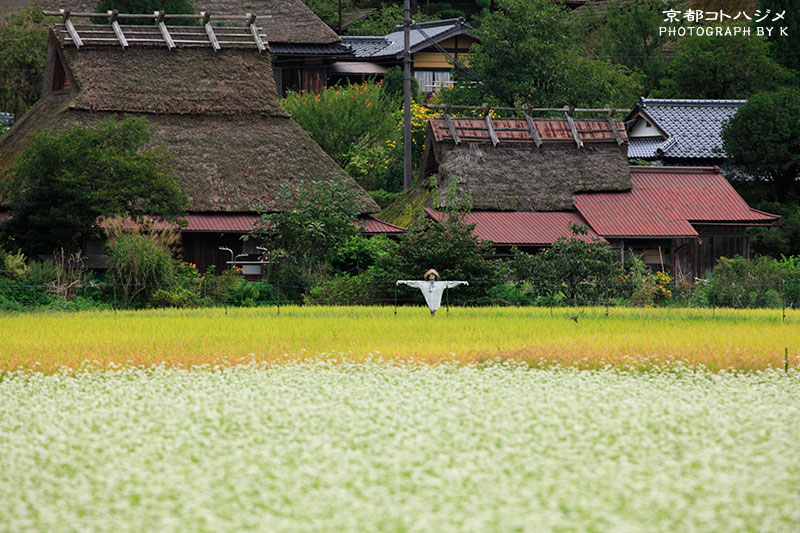 miyama-050